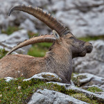 Stambecco (Capra ibex)