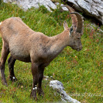 Stambecco (Capra ibex)