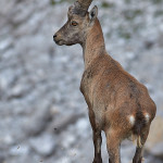 Stambecco (Capra ibex)