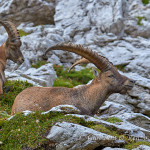 Stambecco (Capra ibex)