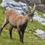 Stambecco (Capra ibex)