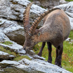 Stambecco (Capra ibex)