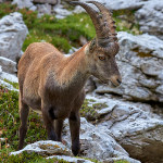 Stambecco (Capra ibex)