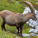 Stambecco (Capra ibex)