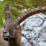 Stambecco (Capra ibex)