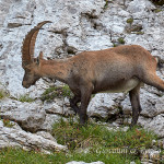 Stambecco (Capra ibex)
