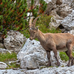 Stambecco (Capra ibex)