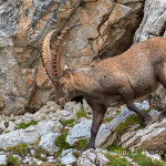 Stambecco (Capra ibex)