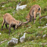 Stambecco (Capra ibex)