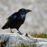 Corvo imperiale (Corvus corax)