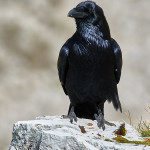 Corvo imperiale (Corvus corax)