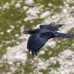 Corvo imperiale (Corvus corax)