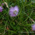 Garofano di Montpellier (Dianthus hyssopifolius)