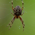 Ragno crociato (Araneus diadematus)