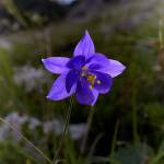 Aquilegia di Einsele (Aquilegia einseleana)