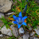 Gentiana froelichii Jan ex Rchb. subsp. zenariae F.Martini & Poldini