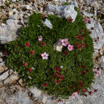 Cinquefoglia delle Dolomiti (Potentilla nitida)