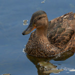 Germano reale (Anas platyrhynchos)