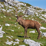 Cervo nobile (Cervus elaphus)