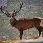 Cervo nobile (Cervus elaphus)