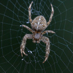 Ragno crociato (Araneus diadematus)