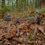 Coprinus picaceus