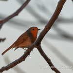 Pettirosso (Erithacus rubecula)