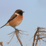 Saltimpalo maschio (Saxicola rubicola)