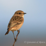Saltimpalo femmina (Saxicola rubicola)