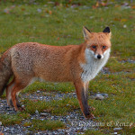 Volpe (Vulpes vulpes)