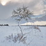 Altamura dalla Murgia innevata