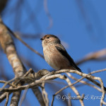 Codibugnolo (Aegithalos caudatus)