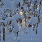 Controluce invernale