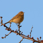 Luì piccolo (Phylloscopus collybita)