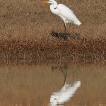 Airone bianco maggiore (Ardea alba)