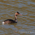 Svasso maggiore (Podiceps cristatus)