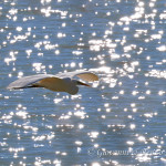 Airone bianco maggiore (Ardea alba)