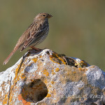 Strillozzo (Emberiza calandra)