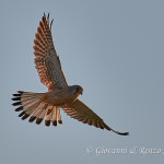 Gheppio comune (Falco tinnunculus)