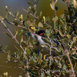 Occhiocotto (Sylvia melanocephala)