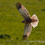 Falco di palude (Circus aeruginosus)