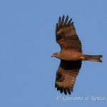 Nibbio bruno (Milvus migrans)