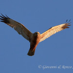 Falco di palude (Circus aeruginosus)