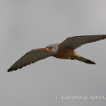 Grillaio (Falco naumanni) maschio