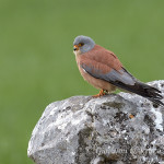 Grillaio (Falco naumanni) maschio