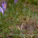 Arvicola terrestre (Arvicola terrestris)