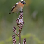 Stiaccino (Saxicola rubetra) su asfodelo