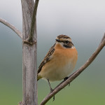 Stiaccino (Saxicola rubetra)