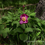 Rosa di montagna (Paeonia mascula)