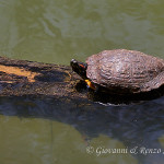 Tartaruga palustre americana (Trachemys scripta)